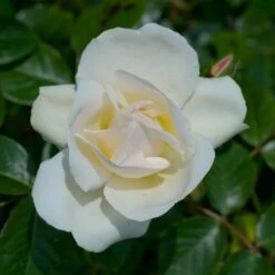 Rosier Grimpant Liane JEAN HONORE MUS ® Meibeljenb -Jardin Entretien Magasin 1232 2999c rosier gpt looping meibeljenb mm t1000