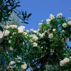 Rosier Grimpant Liane JEAN HONORE MUS ® Meibeljenb -Jardin Entretien Magasin 1232 2999e rosier gpt looping meibeljenb mm t1000