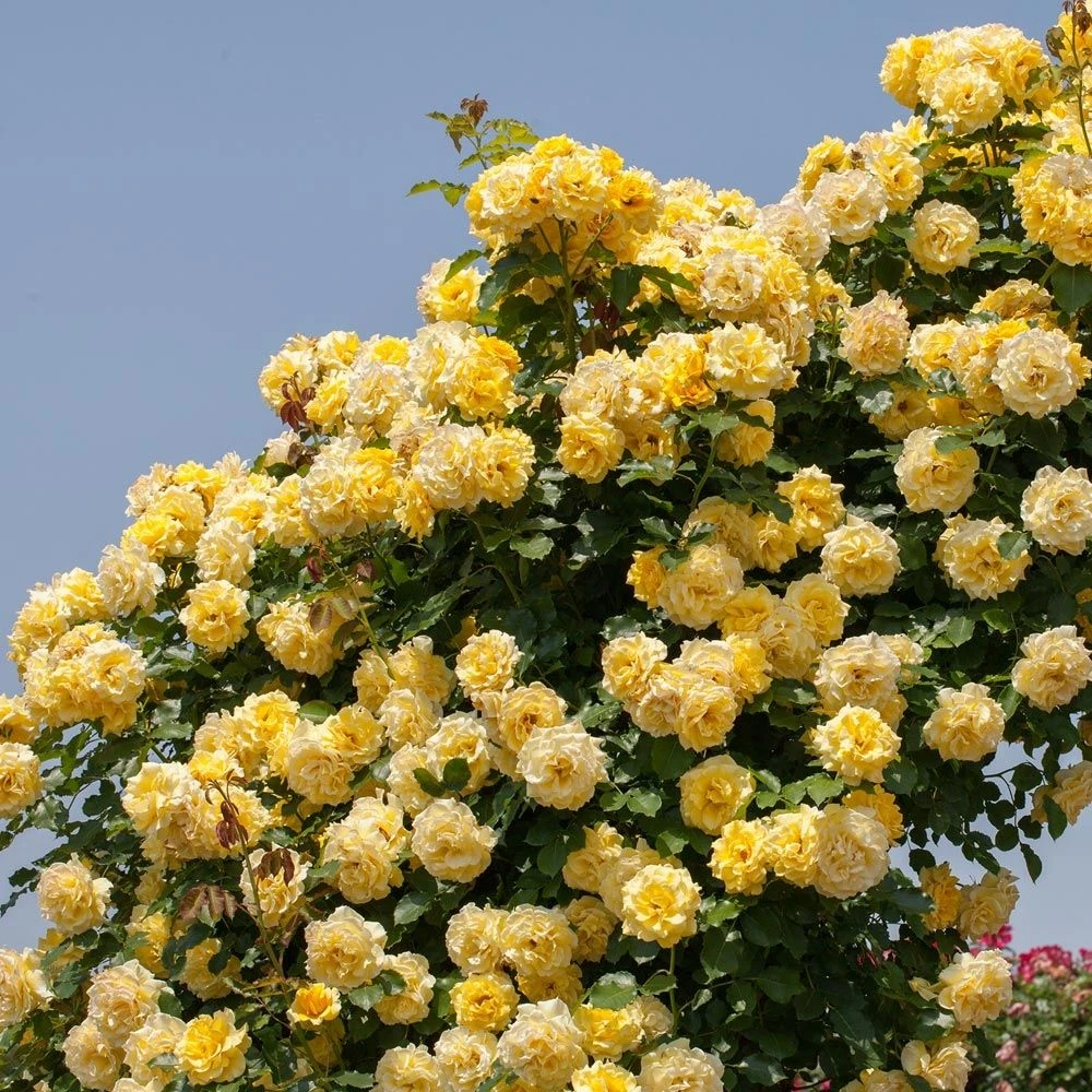 Rosier Grimpant RIMOSA ® Meigro-nurisar 1 Rosier Grimpant RIMOSA ® Meigro-nurisar