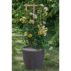 Rosier Grimpant EYECONIC ® Meipouzmoi -Jardin Entretien Magasin 1240 2981 9736 rosier gpt eyeconic meipouzmoi pot rond granit 50x48 t1000