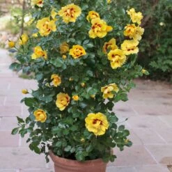 Rosier Grimpant EYECONIC ® Meipouzmoi -Jardin Entretien Magasin 1240 2981 rosier gpt eyeconic meipouzmoi mm t1000