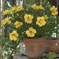 Rosier Grimpant EYECONIC ® Meipouzmoi