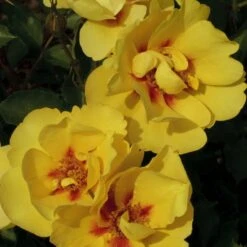 Rosier Grimpant EYECONIC ® Meipouzmoi -Jardin Entretien Magasin 1240 2981c rosier gpt eyeconic meipouzmoi mm t1000