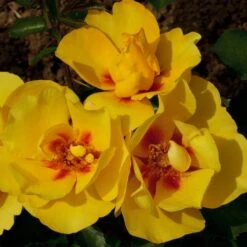 Rosier Grimpant EYECONIC ® Meipouzmoi -Jardin Entretien Magasin 1240 2981d rosier gpt eyeconic meipouzmoi mm t1000