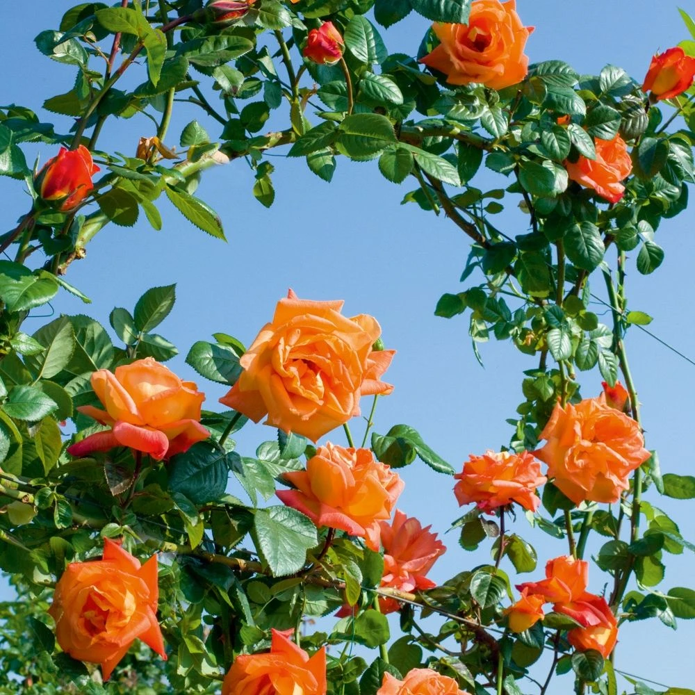 Rosier Grimpant LOUIS DE FUNES ® Meirestifsar 2 Rosier Grimpant LOUIS DE FUNES ® Meirestifsar – Image 2