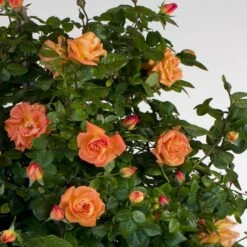 Rosier Grimpant LOUIS DE FUNES ® Meirestifsar 6 Rosier Grimpant LOUIS DE FUNES ® Meirestifsar -Jardin Entretien Magasin 1250 1978b rosier gpt louis de funes meirestifsar mi hd t1000