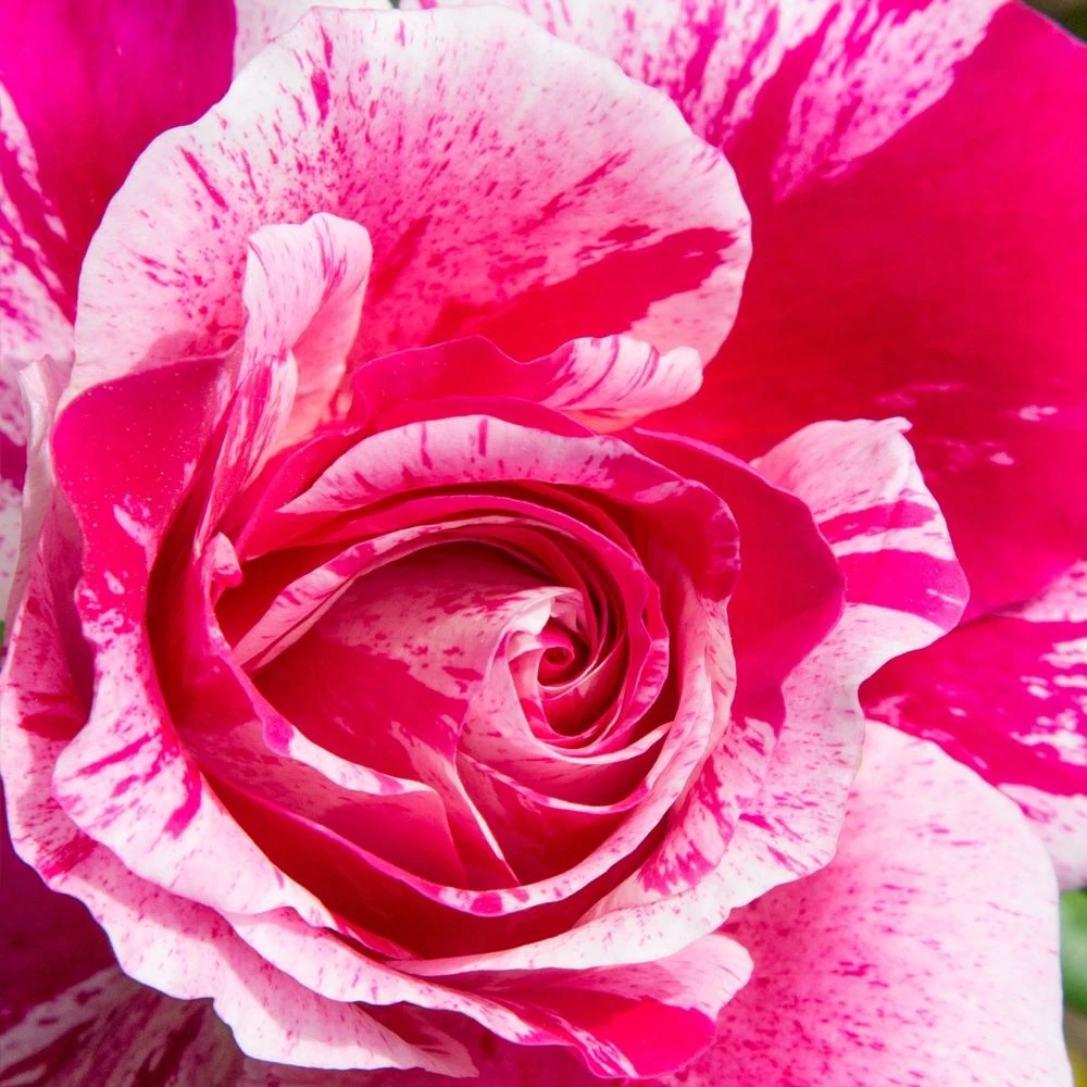 Rosier Grimpant INES SASTRE ® Meiteratol 2 Rosier Grimpant INES SASTRE ® Meiteratol – Image 2