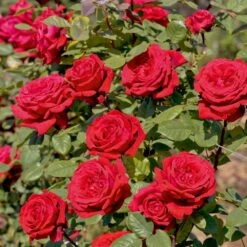 Rosier Grimpant BOTERO ® Meiafonesar