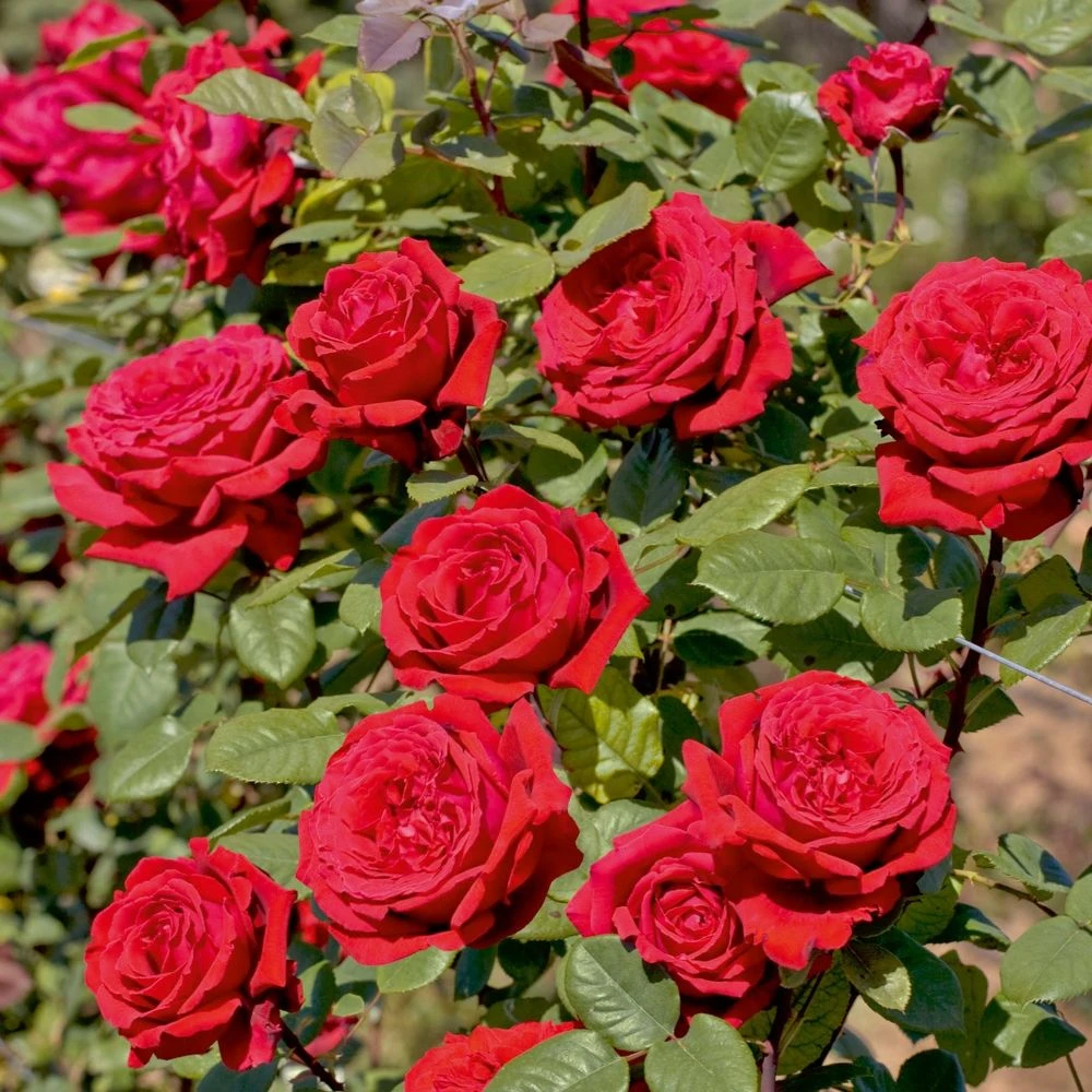 Rosier Grimpant BOTERO ® Meiafonesar 1 Rosier Grimpant BOTERO ® Meiafonesar