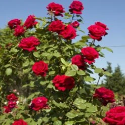 Rosier Grimpant BOTERO ® Meiafonesar 6 Rosier Grimpant BOTERO ® Meiafonesar -Jardin Entretien Magasin 1259 2922b rosier gpt botero meiafonesar mi hd t1000