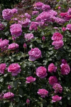 Rosier Grimpant YVES PIAGET ® Keitsupiatsu -Jardin Entretien Magasin 1264