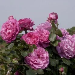 Rosier Grimpant YVES PIAGET ® Keitsupiatsu -Jardin Entretien Magasin 1264 2986b rosier grimpant yves piaget keitsupiatsu mi t1000