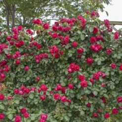 Nouvelles versions -Jardin Entretien Magasin 1275 2991c rosier gpt eric tabarly meidrason mm hd t1000