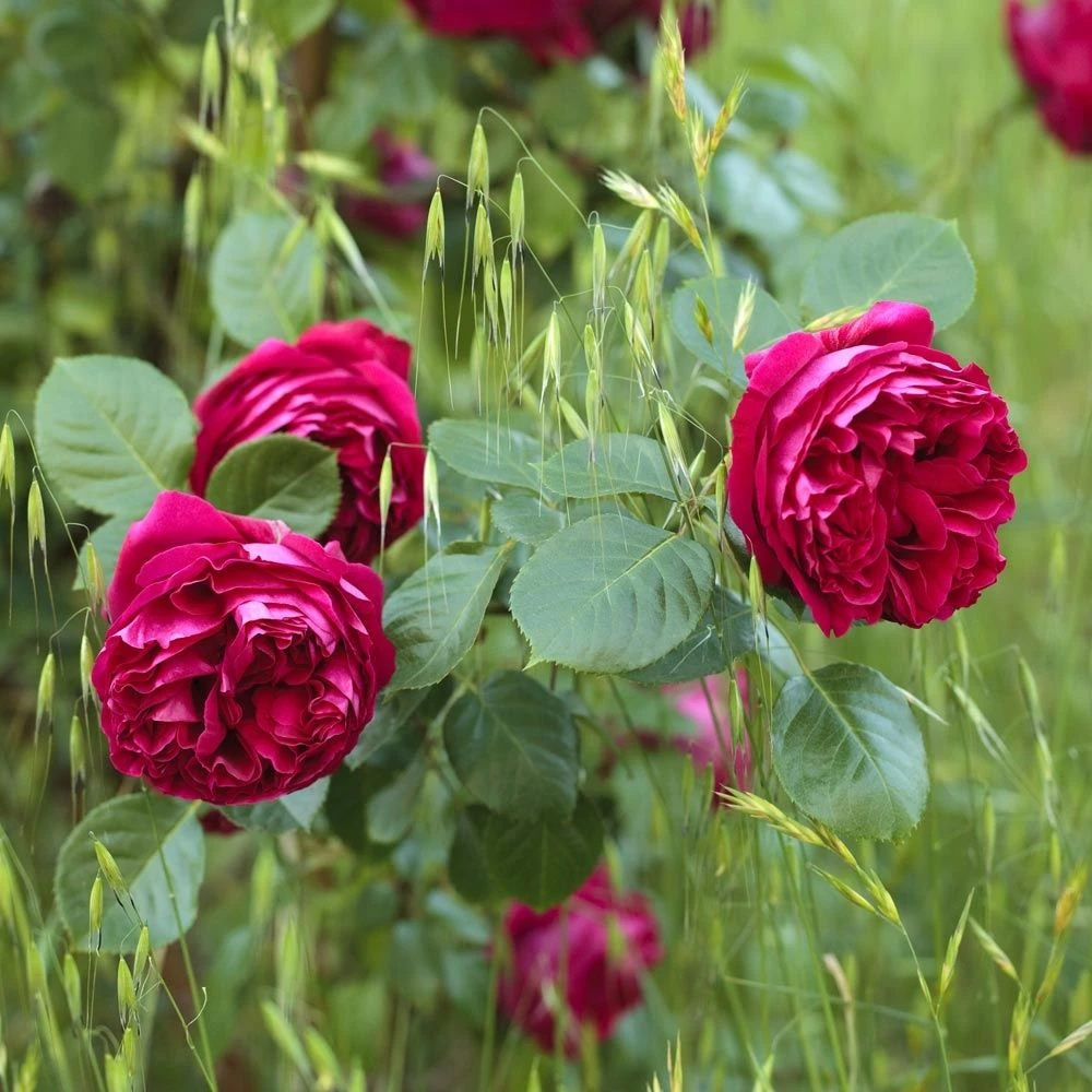 Rosier Grimpant ERIC TABARLY Meidrason 3 Rosier Grimpant ERIC TABARLY Meidrason – Image 3