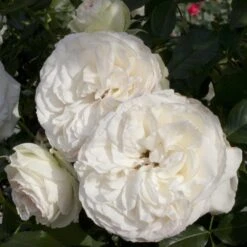 Rosier Grimpant PALAIS ROYAL ® Meiviowit -Jardin Entretien Magasin 1276 2918b rosier grimpant palais royal meiviowit hd mi t1000