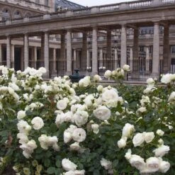 Rosier Grimpant PALAIS ROYAL ® Meiviowit -Jardin Entretien Magasin 1276 2918c rosier grimpant palais royal meiviowit hd mi t1000