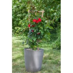 Rosier Grimpant NEGRESCO ® Meigrappo -Jardin Entretien Magasin 1283 2982b rosier grimpant negresco meigrappo pot rond perou mi t1000