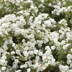 Nouvelles versions -Jardin Entretien Magasin 1301 icy drift r meipicde