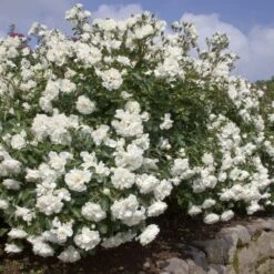 Rosier BLANC MEILLANDECOR ® Meicoublan