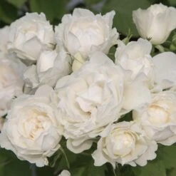 Jardin Entretien Magasin -Jardin Entretien Magasin 1303 rosier creme chantilly 1