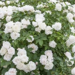 Rosier Crème CHANTILLY ® Meiradena -Jardin Entretien Magasin 1303 rosier creme chantilly 3421 taille1000 mi