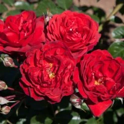 Rosier Demi-tige Scarlet BONICA ® Meiscarlebo -Jardin Entretien Magasin 1305 rosier scarlet bonica meiscarlebo mi t1000 1