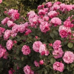 Rosier Deborah MEILLANDECOR ® Meinoiral -Jardin Entretien Magasin 1320 rosier deborah meillandecor meinoiral t1000