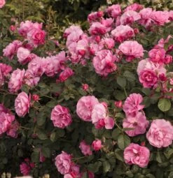 Collection Haie De Rosiers -Jardin Entretien Magasin 1320 deborah meillandecor r meinoiral 11 0332 c 2m cat pro