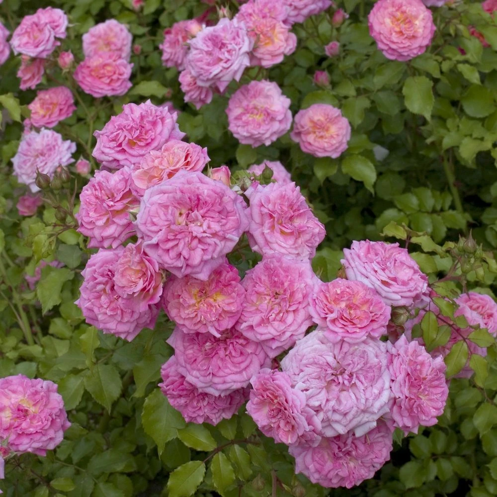 Rosier Demi-tige Semi-retombant Sweet DRIFT ® Meiswetdom 2 Rosier Demi-tige Semi-retombant Sweet DRIFT ® Meiswetdom – Image 2