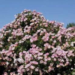 Jardin Entretien Magasin -Jardin Entretien Magasin 1325 rosier bingo meillandecor meipotal mi t1000