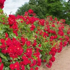 Rosier HELLO ® Meikinba -Jardin Entretien Magasin 1357 rosier hello meikinba mi t1000