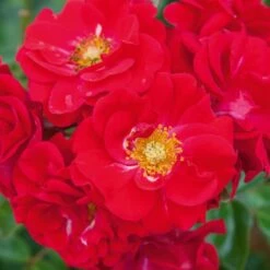 Rosier HELLO ® Meikinba -Jardin Entretien Magasin 1357a rosier hello meikinba mi t1000