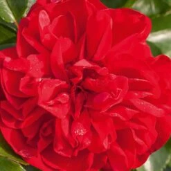 Rosier PRODIGE ECARLATE ® Meicoloss -Jardin Entretien Magasin 1358 a rosier prodige ecarlate meicoloss t1000