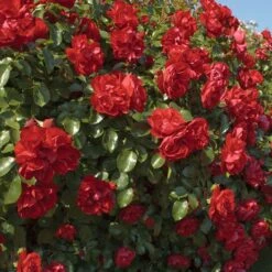 Rosier PRODIGE ECARLATE ® Meicoloss -Jardin Entretien Magasin 1358 d rosier prodige ecarlate meicoloss t1000