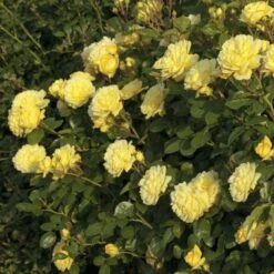 Rosier ANNY DUPEREY ® Meitongas 8 Rosier ANNY DUPEREY ® Meitongas -Jardin Entretien Magasin 1361 rosier anny duperey meitongas mi t1000 1