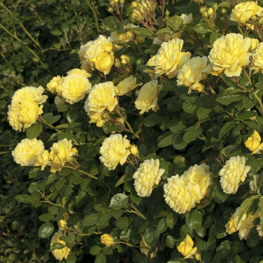 Rosier ANNY DUPEREY ® Meitongas 3 Rosier ANNY DUPEREY ® Meitongas – Image 3