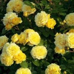 Jardin Entretien Magasin 26 Rosier ANNY DUPEREY ® Meitongas