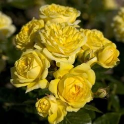 Jardin Entretien Magasin -Jardin Entretien Magasin 1361b rosier anny duperey meitongas mi t1000 1