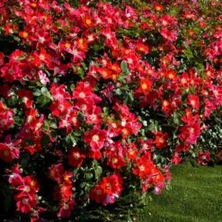 Jardin Entretien Magasin 28 Rosier CANDIA ® MEILLANDECOR ® Meiboulka