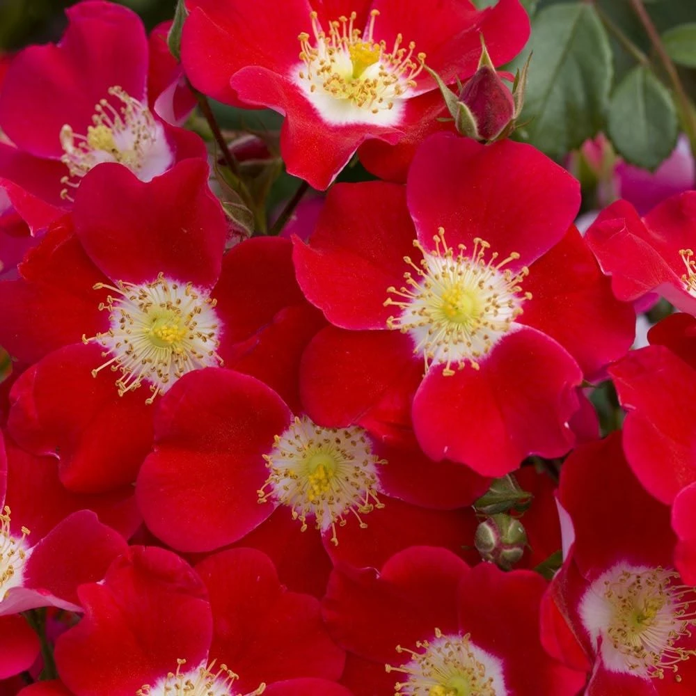 Rosier CANDIA ® MEILLANDECOR ® Meiboulka 2 Rosier CANDIA ® MEILLANDECOR ® Meiboulka – Image 2