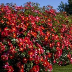 Rosier CANDIA ® MEILLANDECOR ® Meiboulka 6 Rosier CANDIA ® MEILLANDECOR ® Meiboulka -Jardin Entretien Magasin 1363b candia meillandecor meiboulka mm t1000