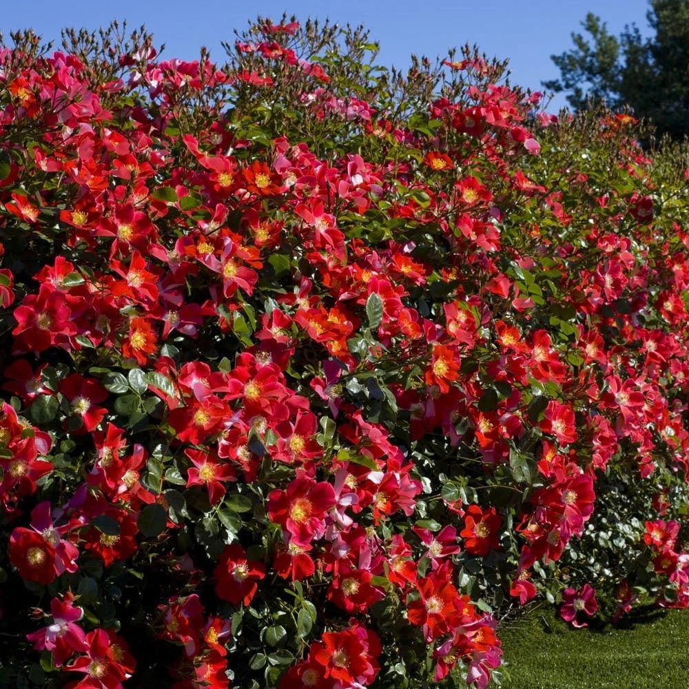 Rosier CANDIA ® MEILLANDECOR ® Meiboulka 3 Rosier CANDIA ® MEILLANDECOR ® Meiboulka – Image 3