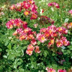 Rosier YANN ARTHUS-BERTRAND ® Meipelmel -Jardin Entretien Magasin 1364 c rosier yann arthus bertrand meipelmel mi t1000