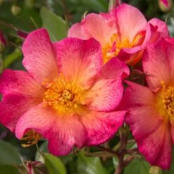 Rosier YANN ARTHUS-BERTRAND ® Meipelmel -Jardin Entretien Magasin 1364 d rosier yann arthus bertrand meipelmel mi t1000