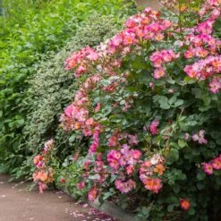 Rosier YANN ARTHUS-BERTRAND ® Meipelmel -Jardin Entretien Magasin 1364 e rosier yann arthus bertrand meipelmel mi t1000