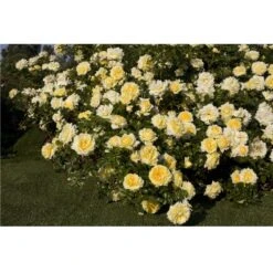 Nouvelles versions -Jardin Entretien Magasin 1365 a rosier nadia meillandecor meibalneo t1000