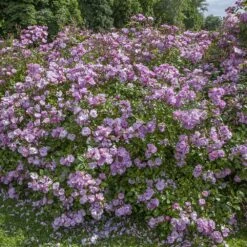 Rosier LOUIS BLERIOT ® Meibivers -Jardin Entretien Magasin 1369 1369lr 2975 2460 louis bleriot meibivers 13 00688 hd t1000