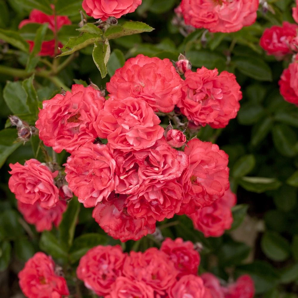 Rosier Demi-tige Semi-retombant Coral DRIFT ® Meidrifora 2 Rosier Demi-tige Semi-retombant Coral DRIFT ® Meidrifora – Image 2