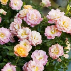 Nouvelles versions -Jardin Entretien Magasin 1371f rosier peach drift me