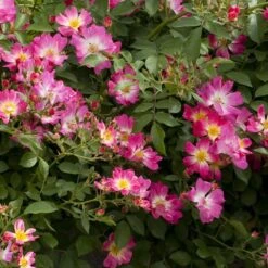 Nouvelles versions -Jardin Entretien Magasin 1375e rosier pink drift mei